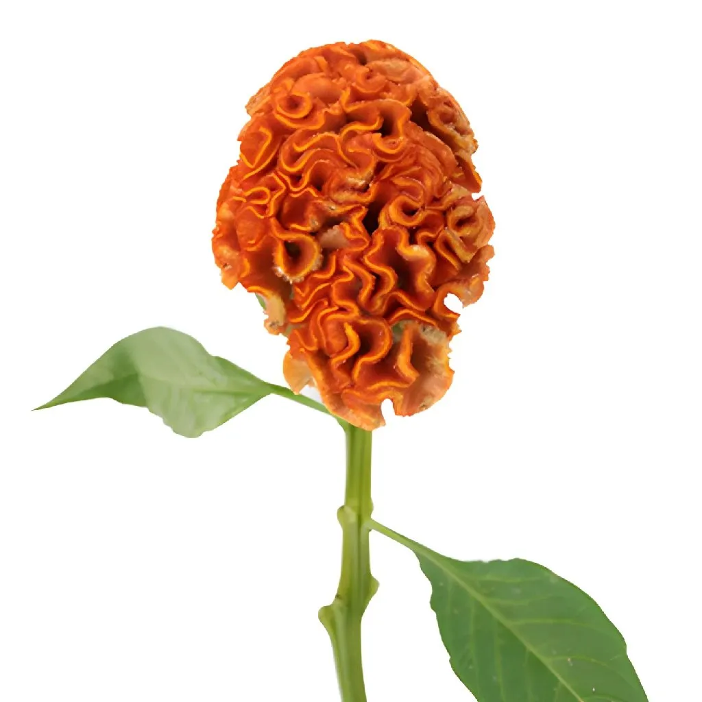 Orange Cockscomb Celosia Flowers