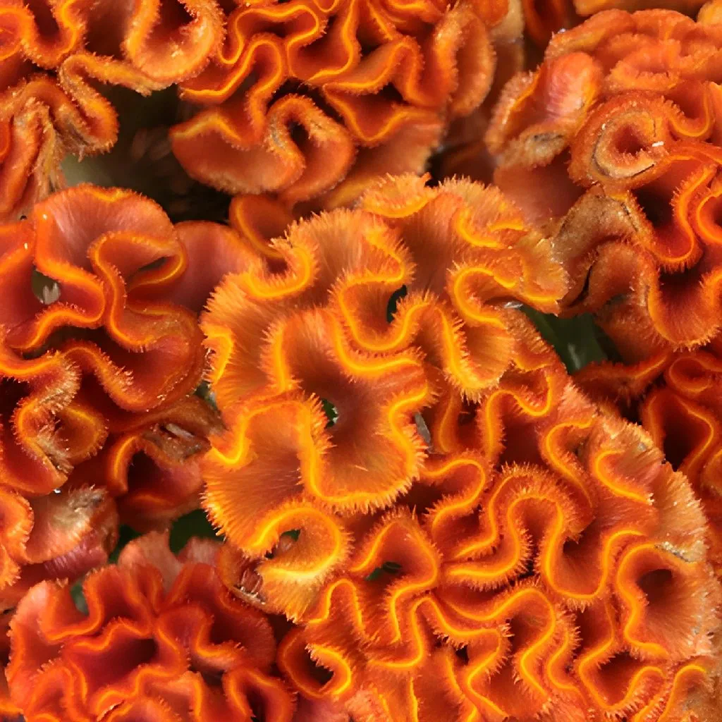 Orange Cockscomb Celosia Flowers